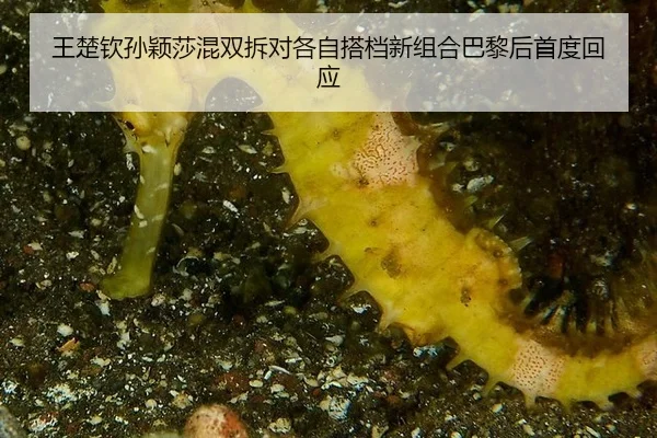 wang-chu-qin-sun-ying-sha-hun-shuang-chai-dui-ge-zi-da-dang-xin-zu-he-ba-li-hou-shou-du-hui-ying-2-709.jpg